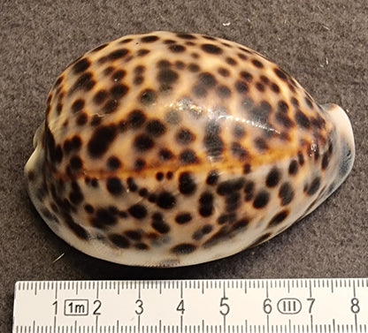 Tigerkauri – Cypraea tigris – ca. 8 cm