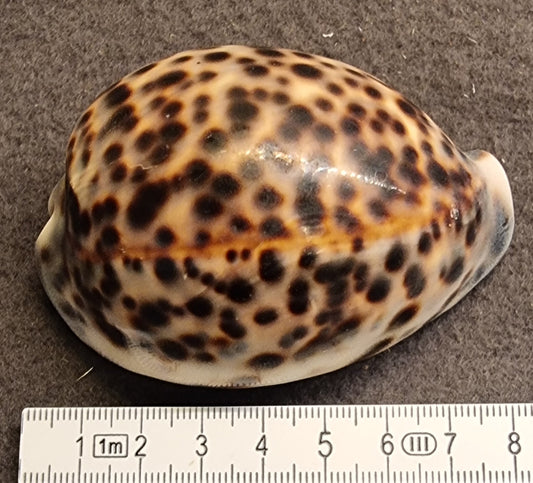 Tigerkauri – Cypraea tigris – ca. 8 cm