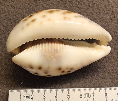 Tigerkauri – Cypraea tigris – ca. 8 cm – bilde 2 av 2