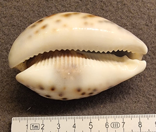 Tigerkauri – Cypraea tigris – ca. 8 cm – bilde 2 av 2