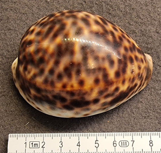 Tigerkauri – Cypraea tigris – mørk variant