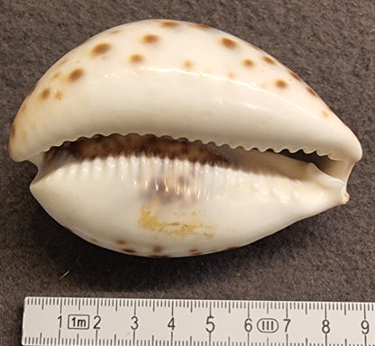 Tigerkauri – Cypraea tigris – mørk variant – bilde 2 av 2