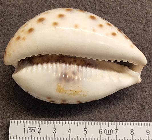 Tigerkauri – Cypraea tigris – mørk variant – bilde 2 av 2