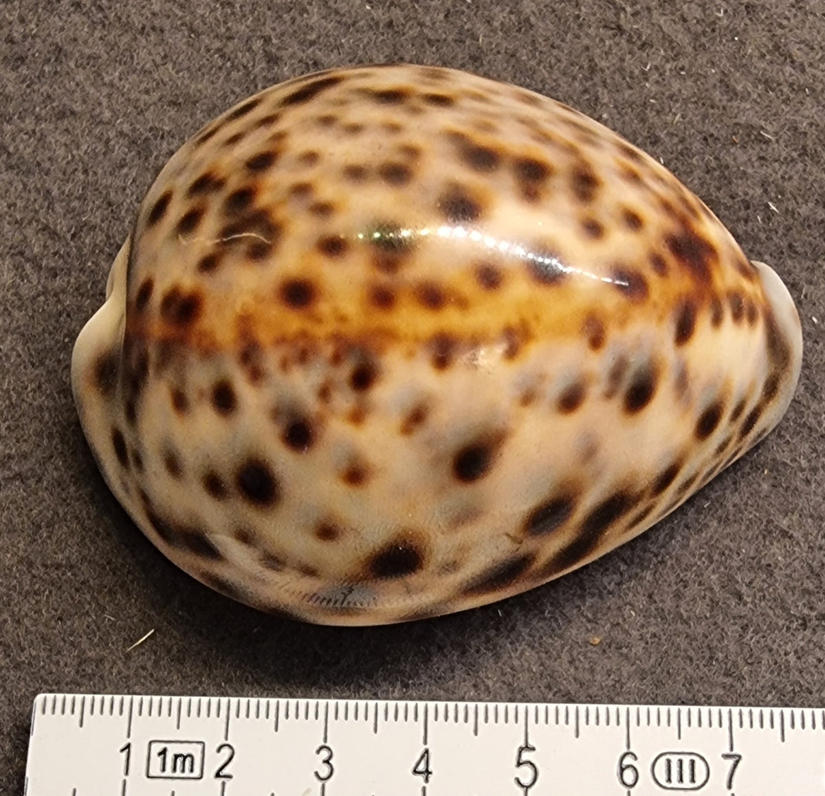 Tigerkauri – Cypraea tigris