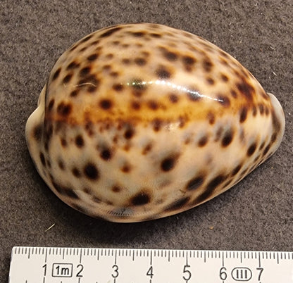Tigerkauri – Cypraea tigris