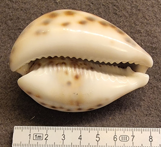Tigerkauri – Cypraea tigris – bilde 2 av 2