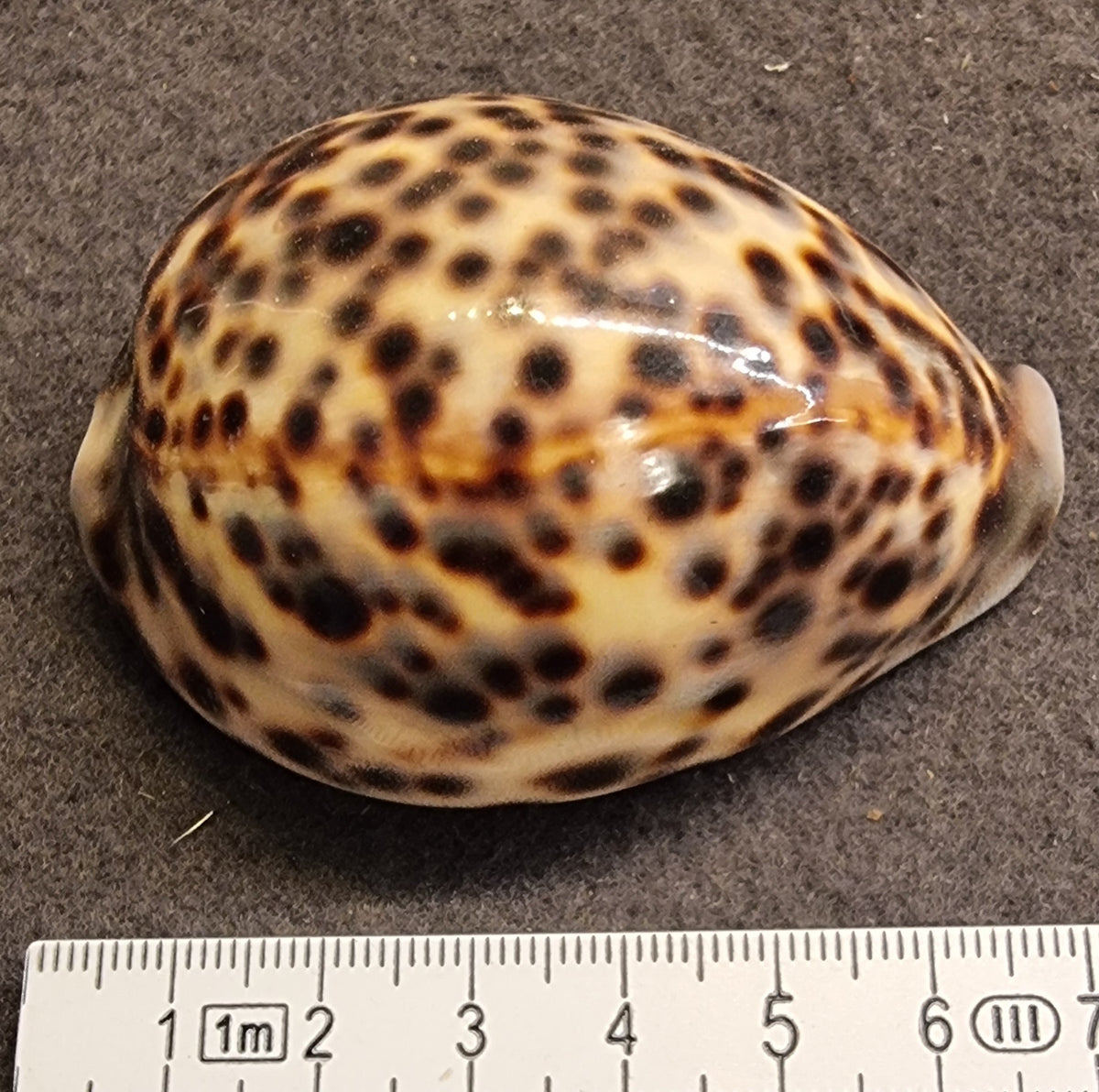 Tigerkauri – Cypraea tigris