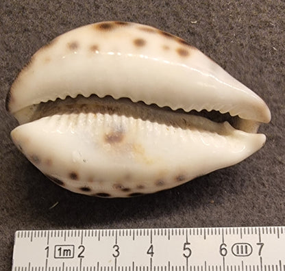 Tigerkauri – Cypraea tigris – bilde 2 av 2