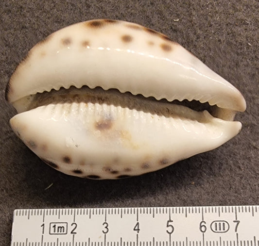 Tigerkauri – Cypraea tigris – bilde 2 av 2