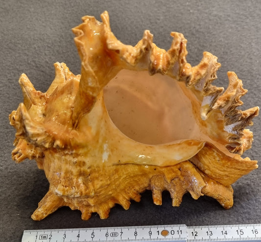 Endive Murex – Hexaplex cichoreum – ca. 17 cm