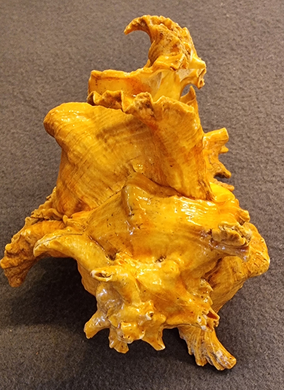 Endive Murex – Hexaplex cichoreum – ca. 17 cm – bilde 2 av 3