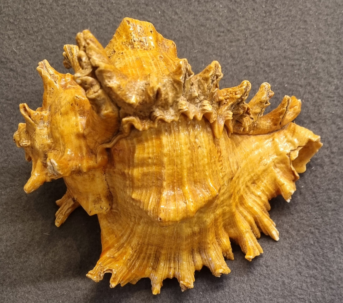 Endive Murex – Hexaplex cichoreum – ca. 17 cm – bilde 3 av 3