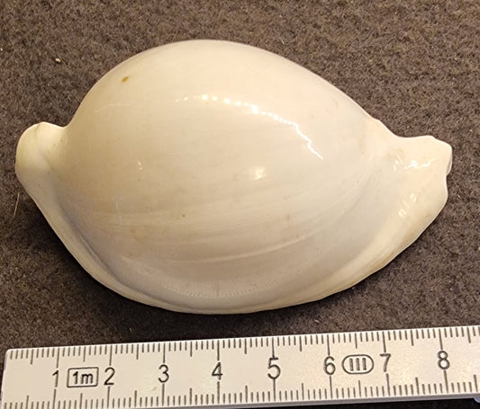 Egg Cowrie – Ovula ovum – ca. 8,5 cm