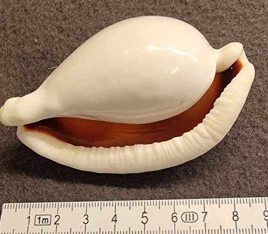 Egg Cowrie – Ovula ovum – ca. 8,5 cm – bilde 2 av 2