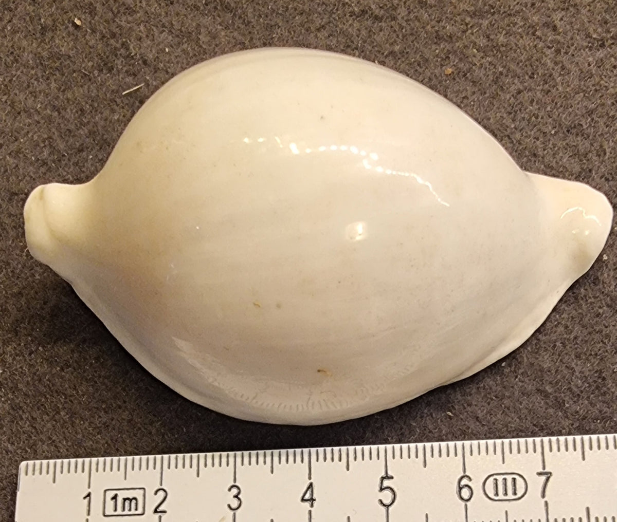 Egg Cowrie – Ovula ovum
