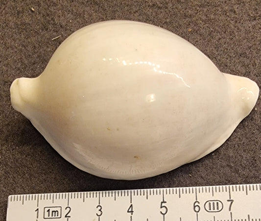 Egg Cowrie – Ovula ovum