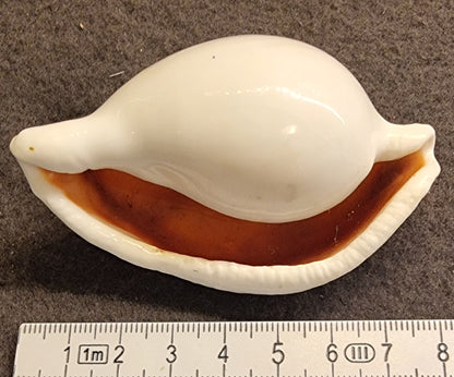 Egg Cowrie – Ovula ovum – bilde 2 av 2