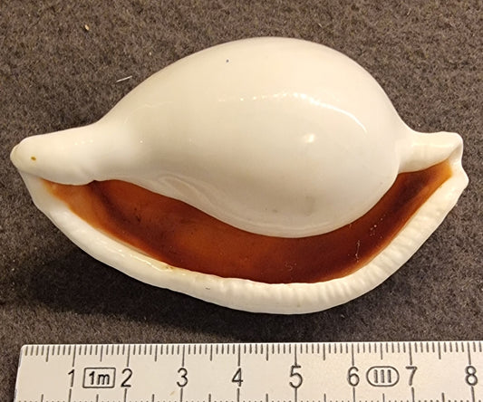 Egg Cowrie – Ovula ovum – bilde 2 av 2