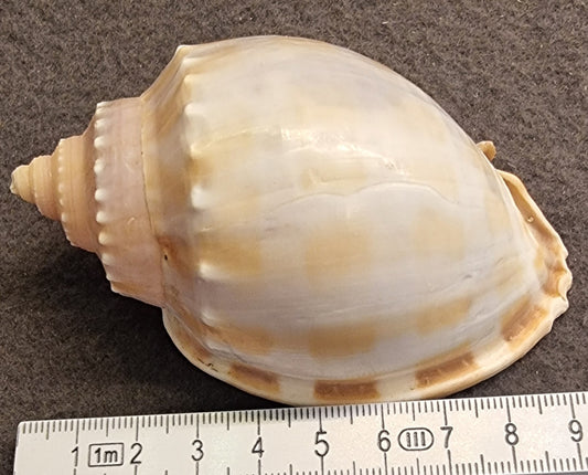 Phalium glaucum – Grey Bonnet – stort samlerskjell
