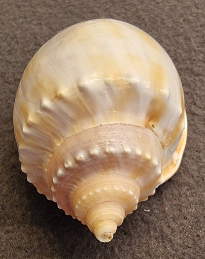 Phalium glaucum – Grey Bonnet – stort samlerskjell – bilde 2 av 3