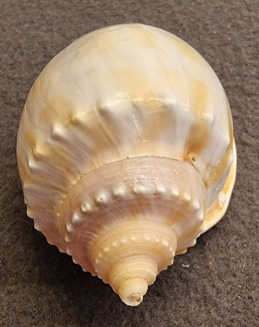 Phalium glaucum – Grey Bonnet – stort samlerskjell – bilde 2 av 3