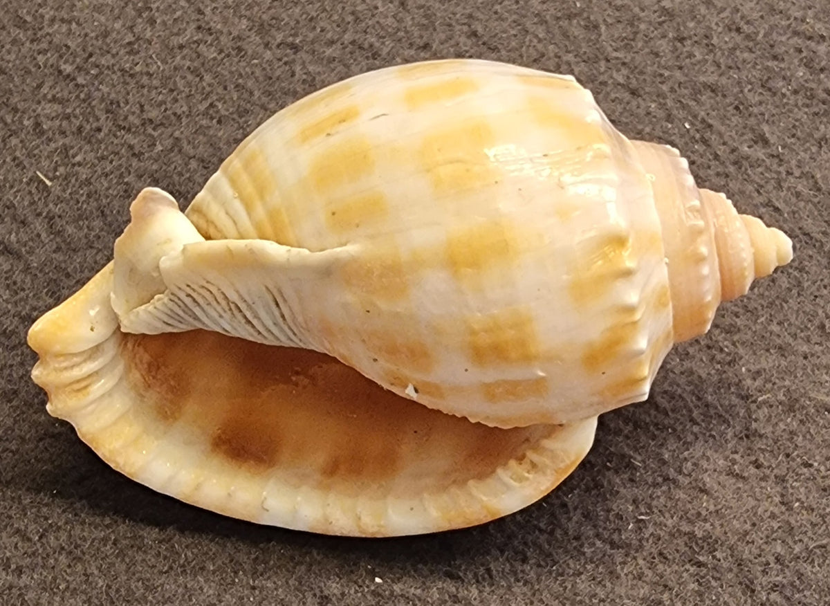 Phalium glaucum – Grey Bonnet – stort samlerskjell – bilde 3 av 3
