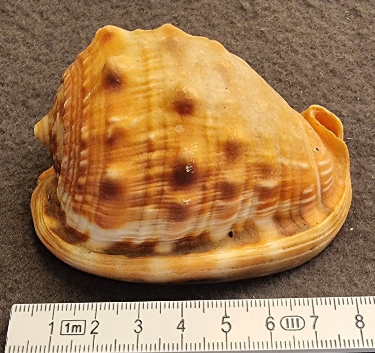 Cypraecassis testiculus – Reticulated Cowrie-Helmet