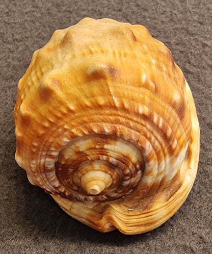 Cypraecassis testiculus – Reticulated Cowrie-Helmet – bilde 2 av 3