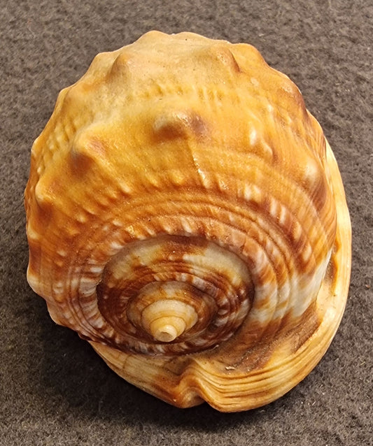 Cypraecassis testiculus – Reticulated Cowrie-Helmet – bilde 2 av 3