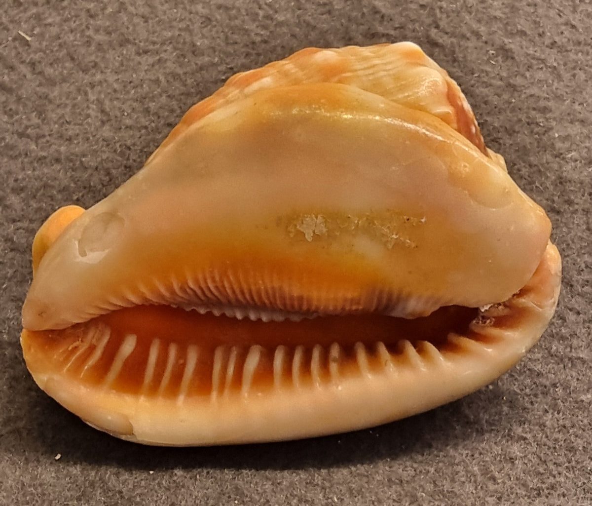 Cypraecassis testiculus – Reticulated Cowrie-Helmet – bilde 3 av 3