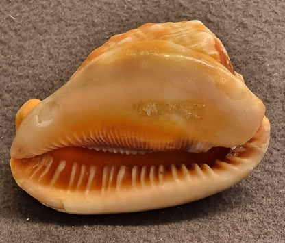 Cypraecassis testiculus – Reticulated Cowrie-Helmet – bilde 3 av 3