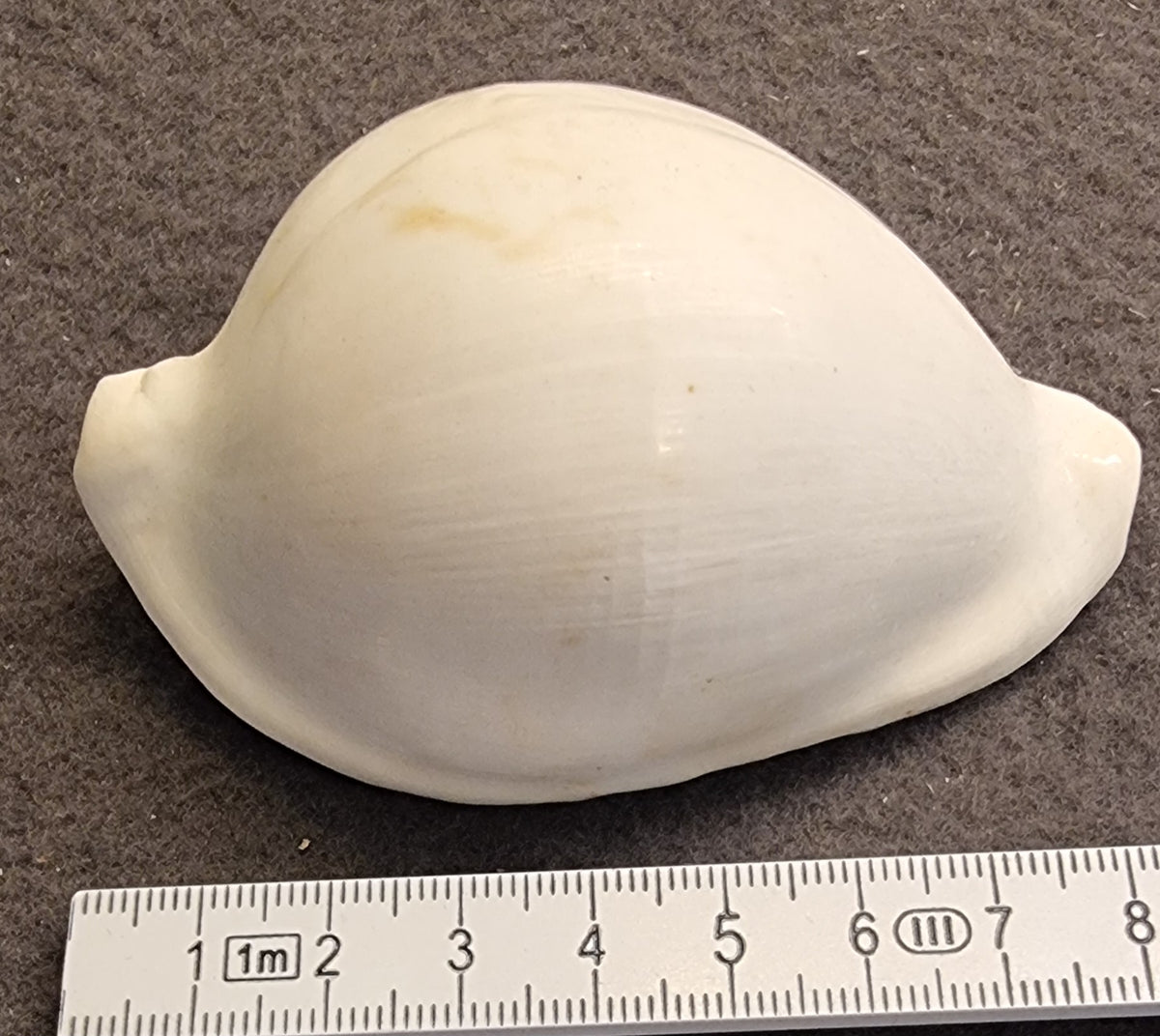 Ovula ovum – Egg Cowrie