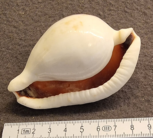 Ovula ovum – Egg Cowrie – bilde 2 av 2