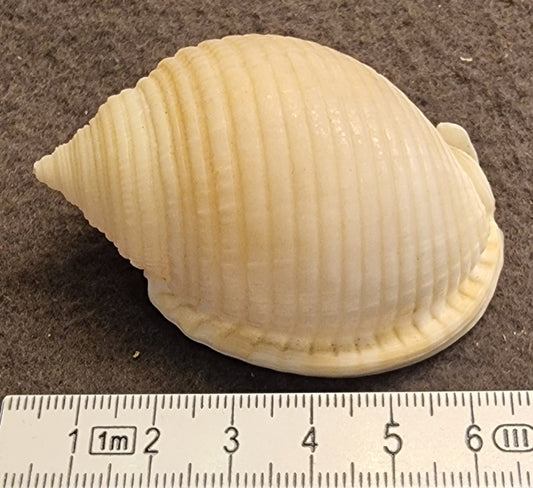Semicassis bisulcata – naturlig hjelmsnegle