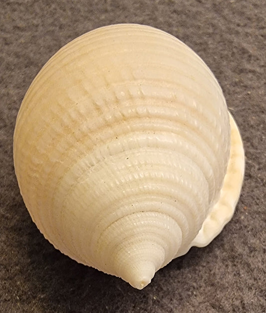 Semicassis bisulcata – naturlig hjelmsnegle – bilde 2 av 3
