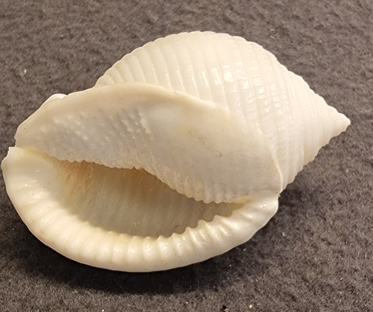 Semicassis bisulcata – naturlig hjelmsnegle – bilde 3 av 3