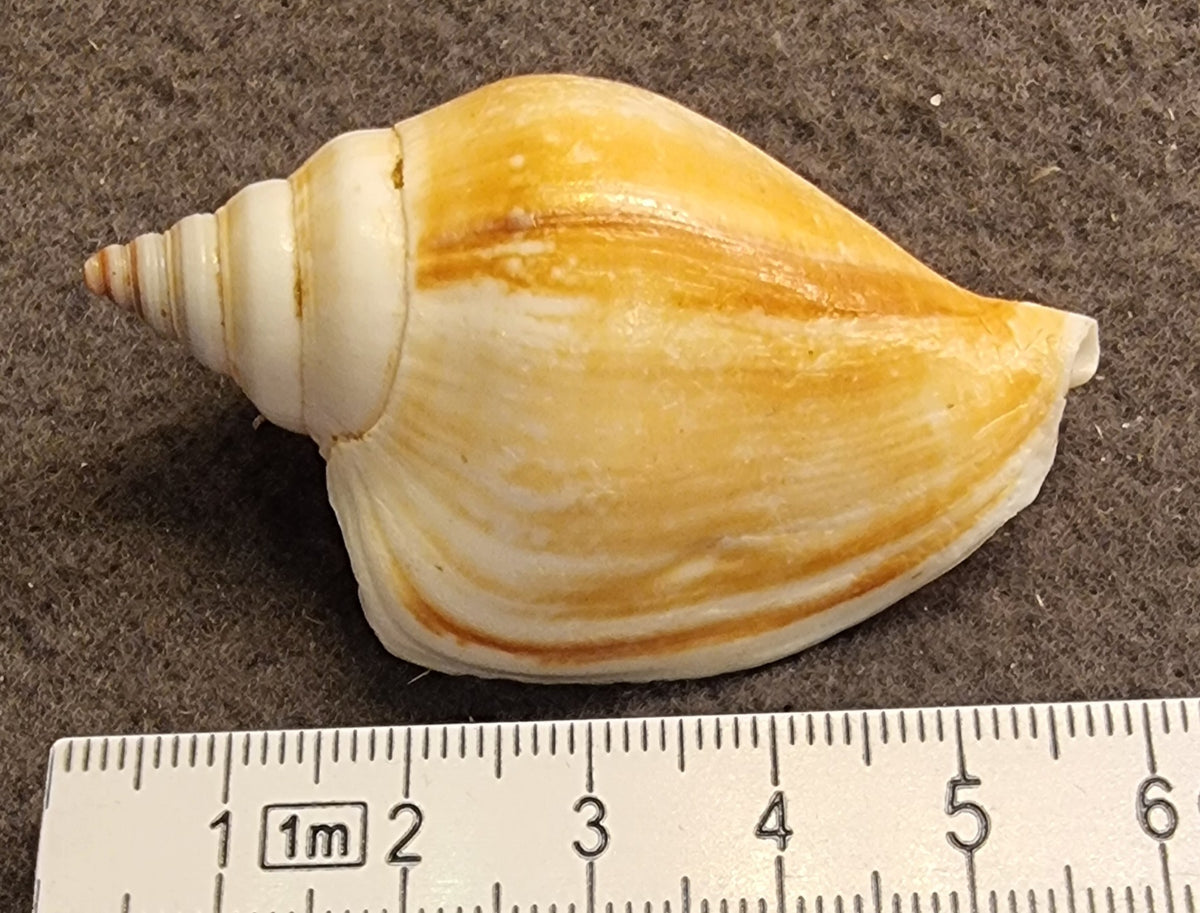 Doxander vittatus – Vittate Conch