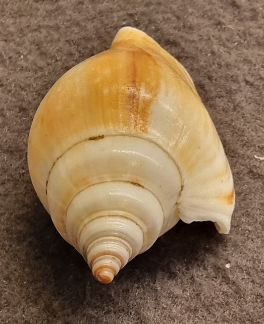 Doxander vittatus – Vittate Conch – bilde 2 av 3