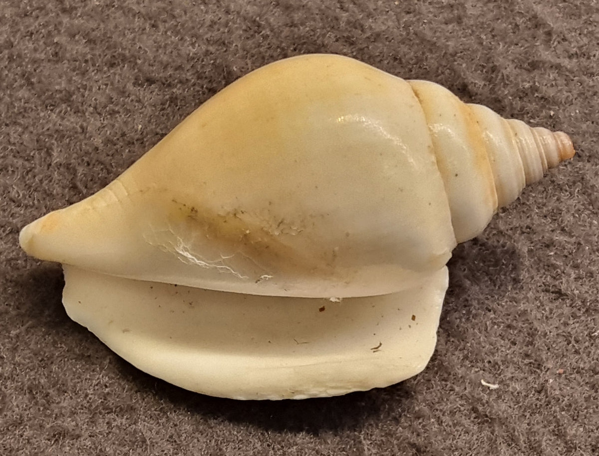 Doxander vittatus – Vittate Conch – bilde 3 av 3