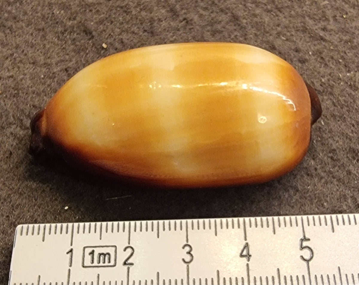 Carnelian Cowrie – Lyncina carneola