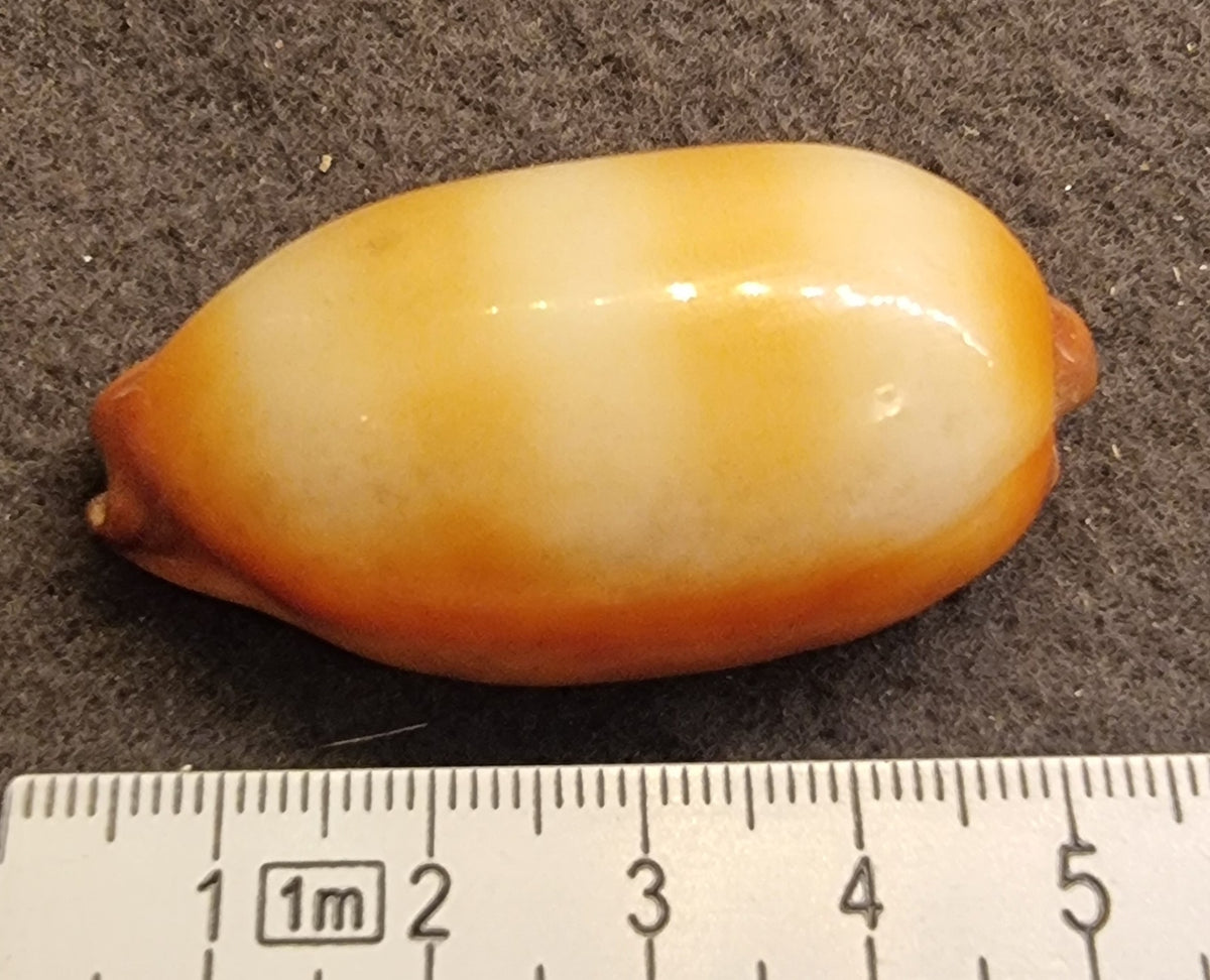 Carnelian Cowrie – Lyncina carneola – ekte kauriskjell