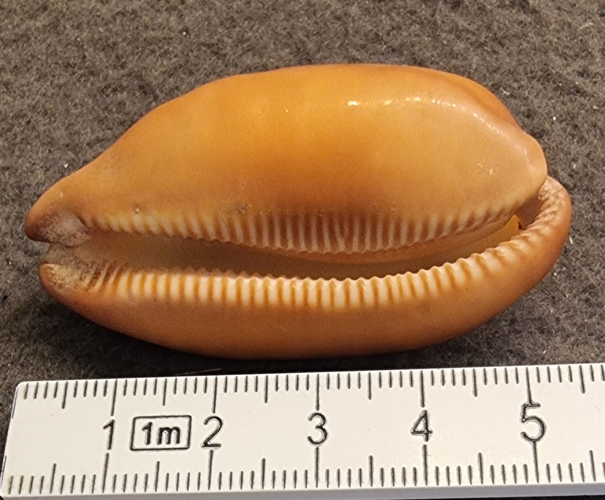 Carnelian Cowrie – Lyncina carneola – ekte kauriskjell – bilde 2 av 2