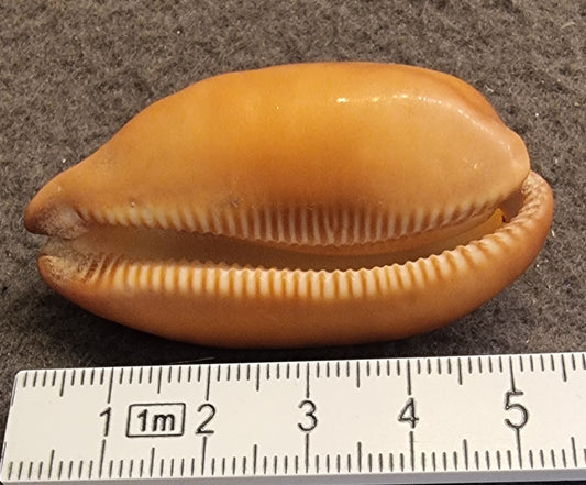 Carnelian Cowrie – Lyncina carneola – ekte kauriskjell – bilde 2 av 2