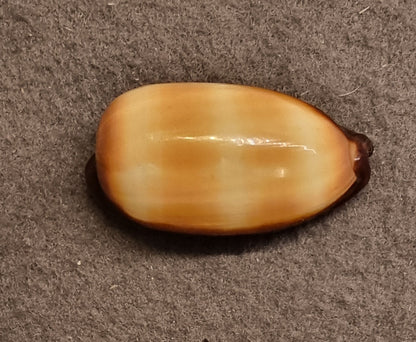 Carnelian Cowrie – Lyncina carneola – bilde 3 av 5