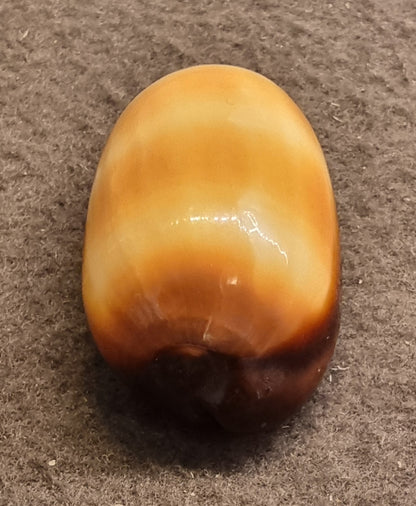 Carnelian Cowrie – Lyncina carneola – bilde 4 av 5