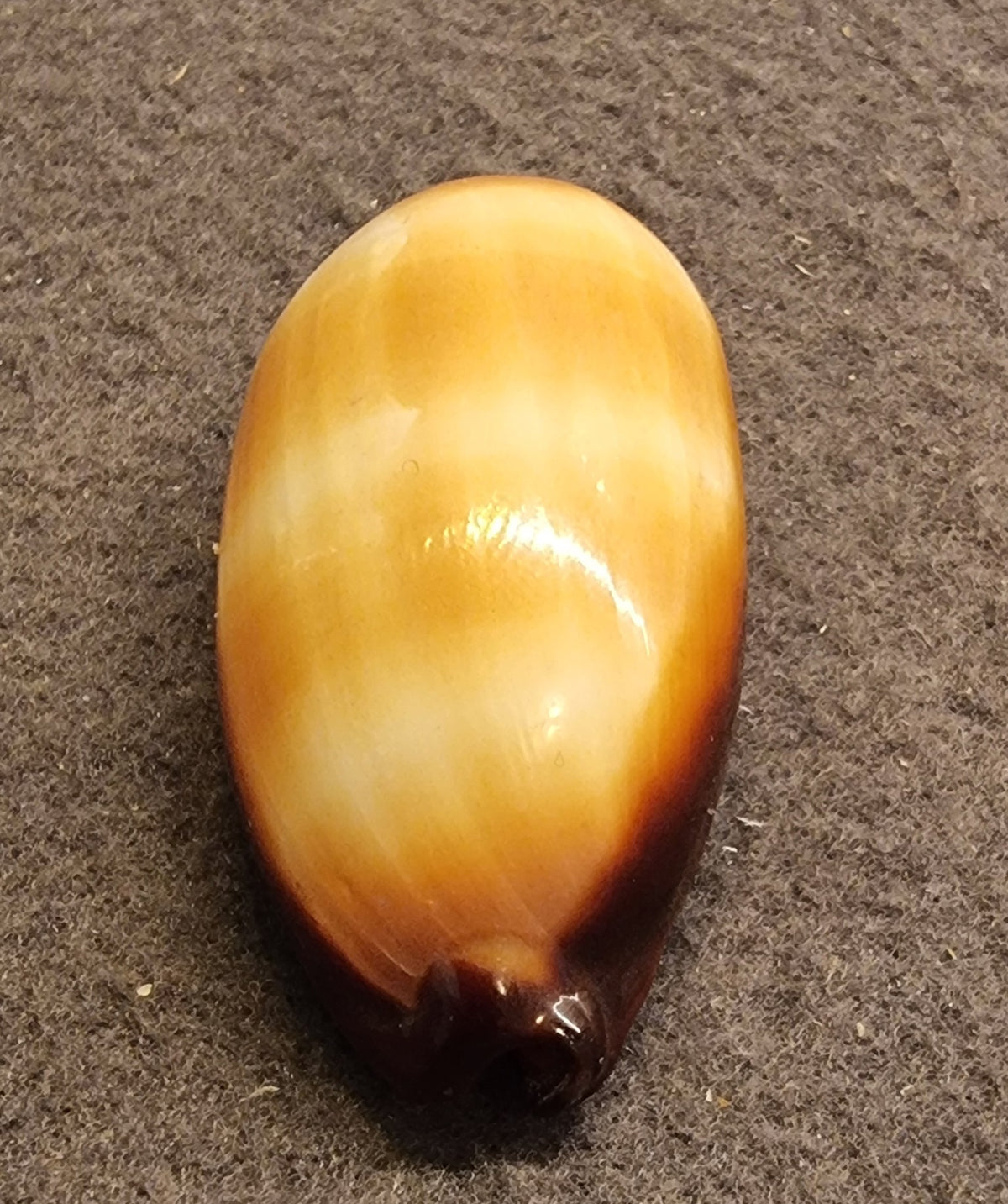 Carnelian Cowrie – Lyncina carneola – bilde 5 av 5