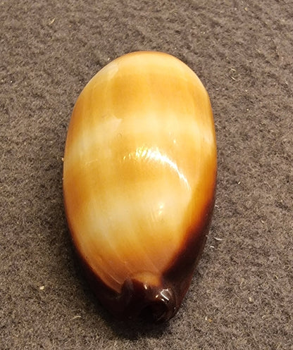 Carnelian Cowrie – Lyncina carneola – bilde 5 av 5