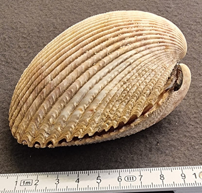 Stort hjerteskjell – Cardiidae – ca. 8–9 cm