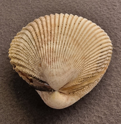 Stort hjerteskjell – Cardiidae – ca. 8–9 cm – bilde 2 av 5