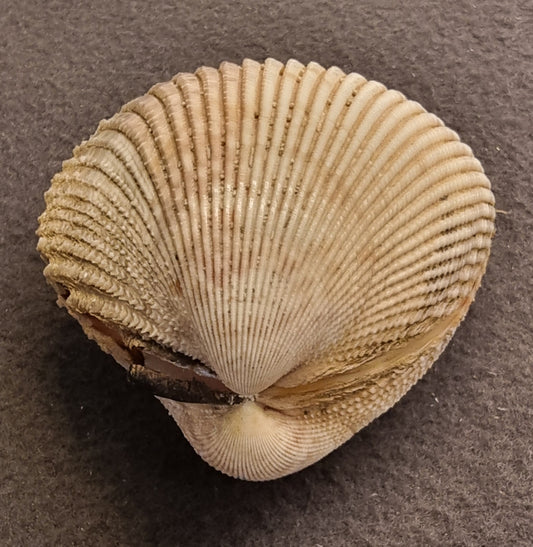 Stort hjerteskjell – Cardiidae – ca. 8–9 cm – bilde 2 av 5